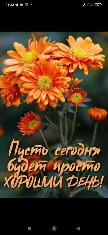 в связи с переездом отдам попугая жако в добрые руки: Приму в дар вещи для девочки 10 лет