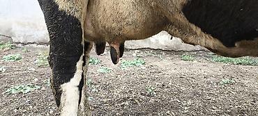 мал кой: Продаю | Корова (самка) | Для разведения, Для молока | Племенные, После отела — 4