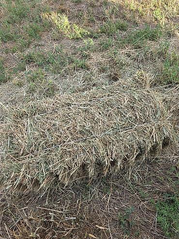 коровы с теленком: 🌾 Сено после семенника 🌾 Продам сено, после обмолота. кастра Без — 2