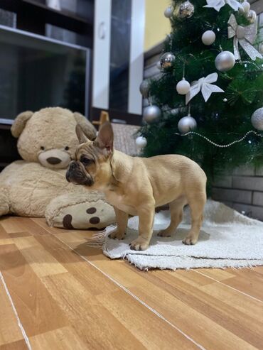 Psi: Dostupni vrhunski stenci francuskog buldoga- još dva dečaka i dve — 9