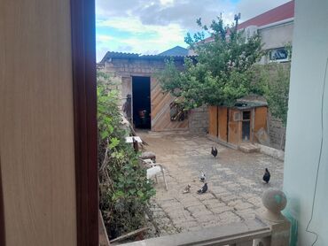 Həyət evləri və villaların satışı: Satlıq həyət evi - Tam mülkiyyətli birmərtəbəli fərdi yaşayış evi - — 17
