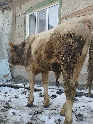 Коровы, быки: Продаю | Бык (самец) | Швицкая, Полукровка | Для разведения | Осеменитель — 9