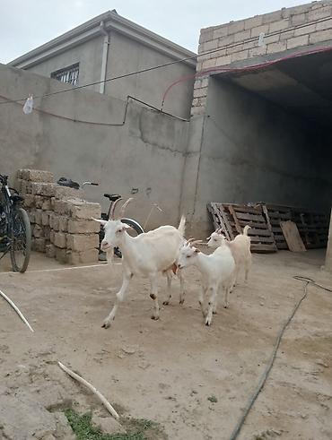 Keçilər, çəpişlər: Dişi, Zanen, il: 1, 55 kq, Südlük, Pulsuz çatdırılma — 2