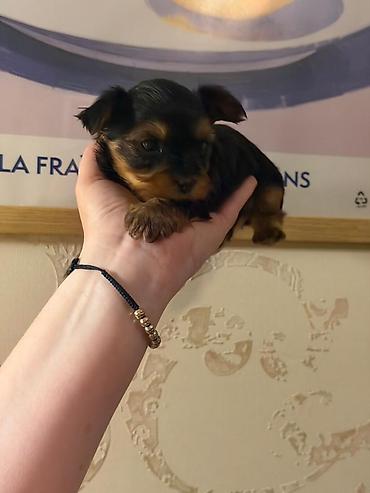 zvanok balası: Cins: Yorkshire Terrier (yorki) balası Rəng: Qara‑tünd qəhvəyi (tan — 2