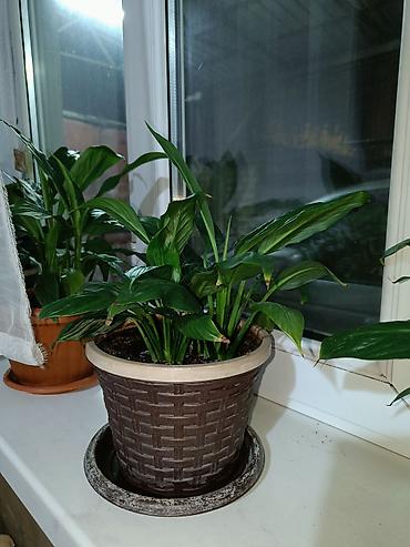 Бөлмө өсүмдүктөрү: Спатифиллум (Spathiphyllum) в горшке - Компактный куст с плотной — 2