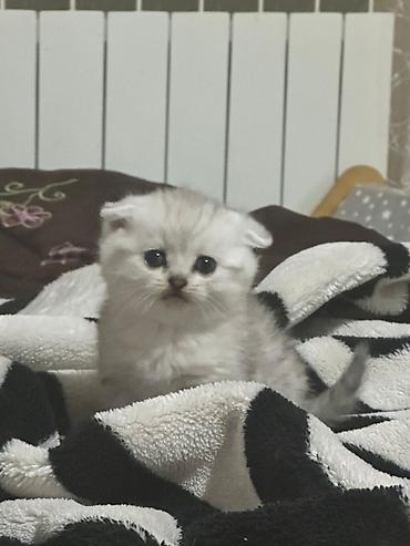 Pişiklər: Şotland — 11