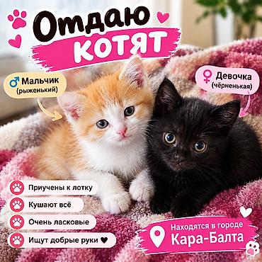 Отдам котят. - Рыжий мальчик и чёрная девочка - Приучены к лотку -