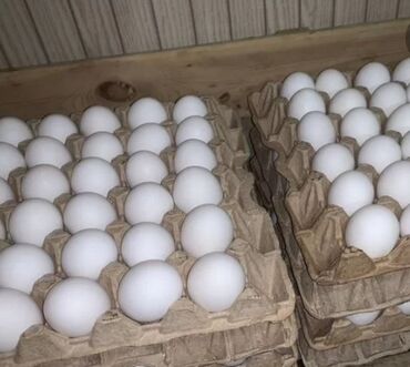 яйца оптом сокулук в Кыргызстан | Сүт азыктары жана жумурткалар: Куриные яйца оптом, не домашние, белые, остальные вопросы по телефону