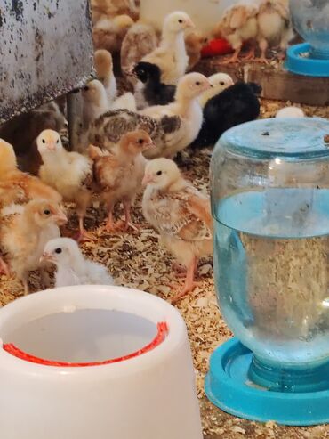 Toyuqlar: Toyuq, Damazlıq, Ünvandan götürmə — 13