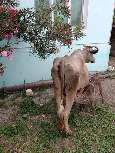 K/t heyvanları və malları: Dişi, il: >10, Damazlıq, Ünvandan götürmə
