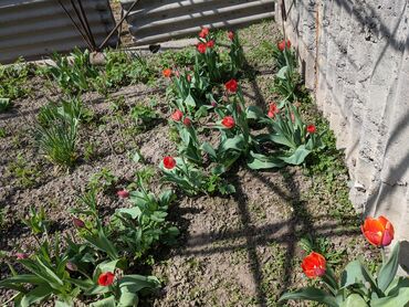 Другие товары для дома и сада: Продаются тюльпаны. Самовывоз район ГЭС 2… Цена договорная