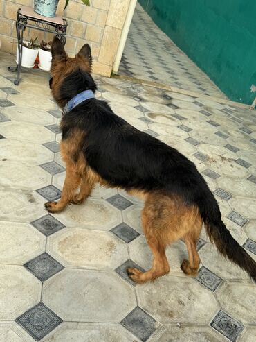 İtlər: Alman çoban iti, 1 il, Dişi, Peyvəndli — 6