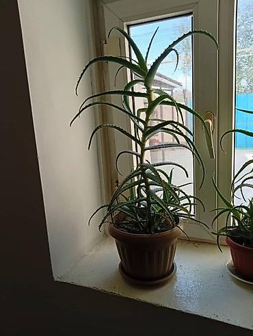 🌿 Продаются алоэ (столетник). Здоровые, взрослые растения. Цена at lalafo.kg 🌿 Продаются алоэ (столетник). Здоровые, взрослые растения. Цена