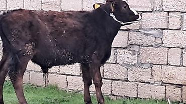 Inəklər, öküzlər: Erkək, Simental, il: 4, 550 kq — 4