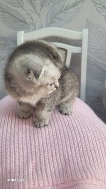 стрижка кошек с выездом на дом: Шотландский вислоухий котёнок - Порода: Scottish Fold (вислоухий) -