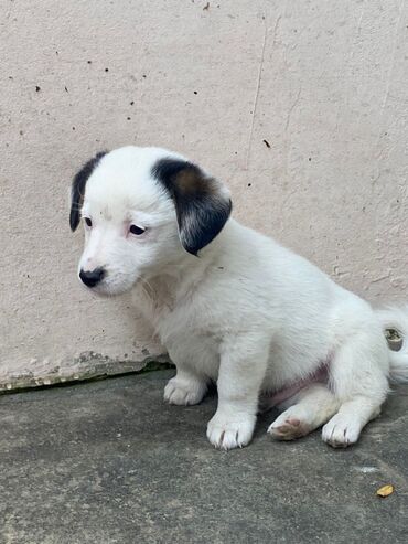 İtlər: 2 ay, Ünvandan götürmə — 6