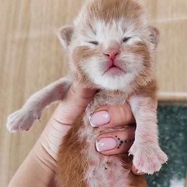 Продажа кошек: Мейн-кун Ласковый Гигант🥳🥳🥳🥳, малыш Мейн-кун открыть для бронирование — 2