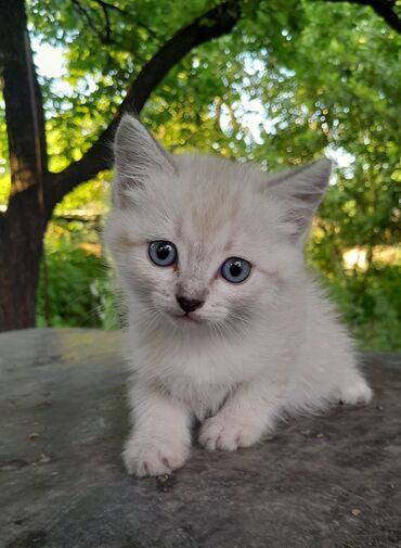 вислоухий сиамский кот: Отдам котенка в добрые руки. Девочка, 1,5 месяца. Активная, весёлая
