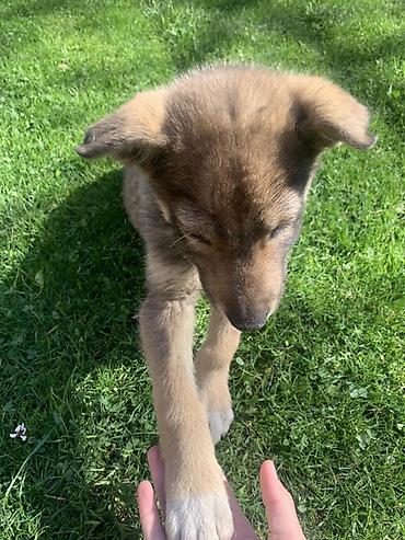 Продажа собак: Лайка, 3 месяца, Самец — 13