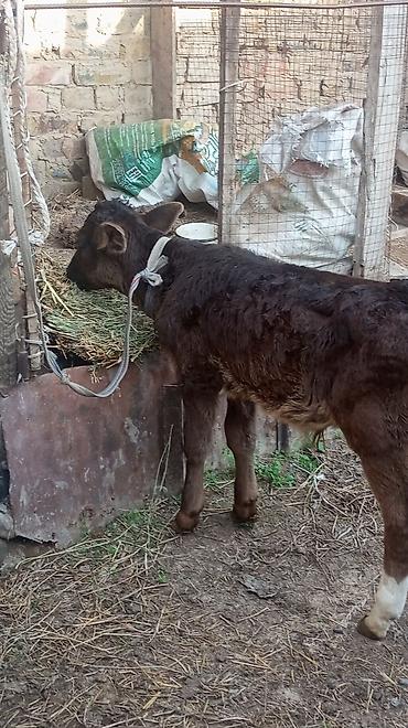 Коровы, быки: Продаю | Бык (самец), Тёлка — 10