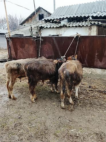 Коровы, быки: Продаю | Музоо, торпок | Полукровка | На откорм | Привязанные — 7