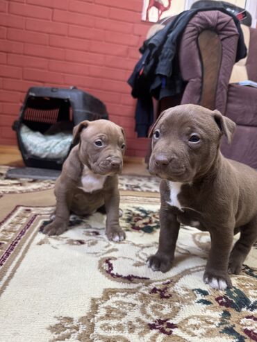 itler: Pitbul, 1 ay, Dişi, Ünvandan götürmə