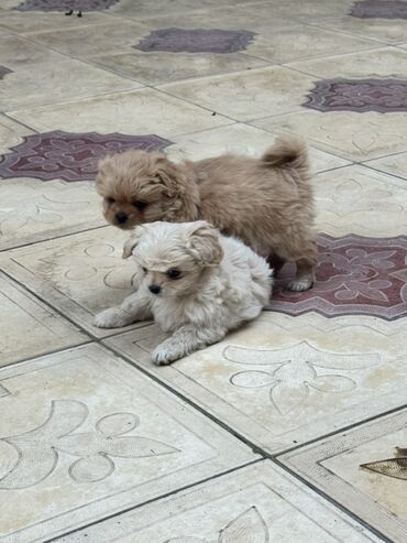 İtlər: 2 ay — 16