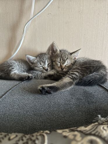 хочу купить кошку: Эркек
