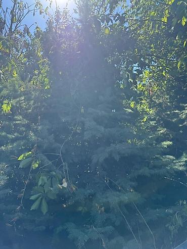 Ель голубая (Picea pungens, «голубая ель») для ландшафтного