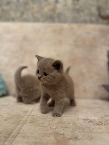 Кошки: Британская, Самец, Самка, В добрые руки, Самовывоз, Доставка в районы, Платная доставка — 4