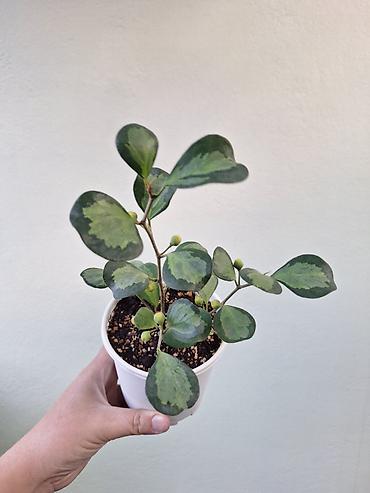 Фикустар: Фикусы Лирата, new clon, диверсифолия вариегатный. - Цены 500-600 — 3