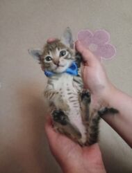 Pişiklər: Erkək, Dişi, Yaxşı əllərə — 7