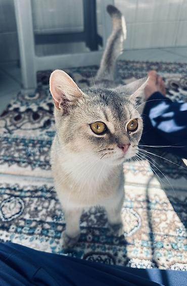mal qara: Gümüş rəngli ev pişiyi – zərif, kiçik bədən quruluşlu, qısa və parlaq — 3