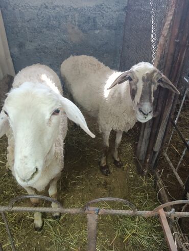 рамановский бараны: Продаю | Овца (самка)