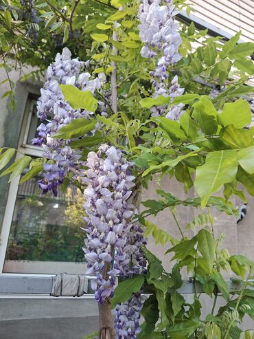 красный сандал купить саженцы: Продаю глицинию. Цена от 500с до 2,5т в зависимости от размера