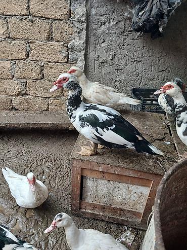 atlar satışı: Salam lal ordeyler satilir fereler 20 azn erkeyler 25 azin çox — 2