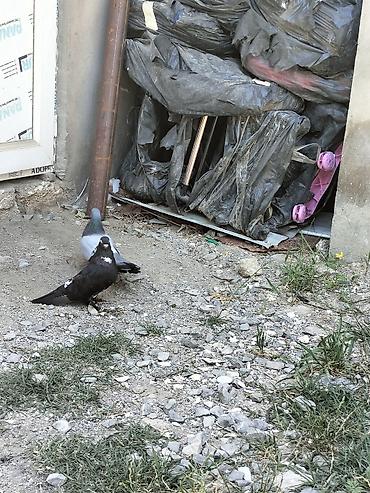 Cüt ev göyərçini - Növ: ev göyərçini (uşaq ayaqlı, tüklü pəncəli tip)