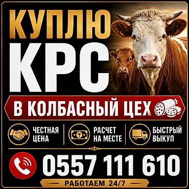 прес нитки: Колбасный цех : Коровы, быки, | Круглосуточно — 1