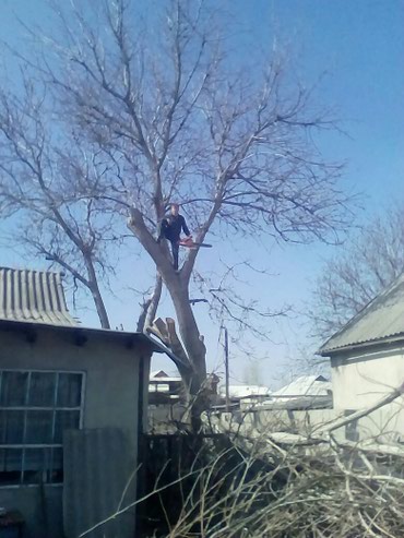 Спил деревьев, заготовка дров: Спилить дерево! Нет проблем. Очистить от разросшихся кустарников и at lalafo.kg — 4 Спил деревьев, заготовка дров: Спилить дерево! Нет проблем. Очистить от разросшихся кустарников и — 4