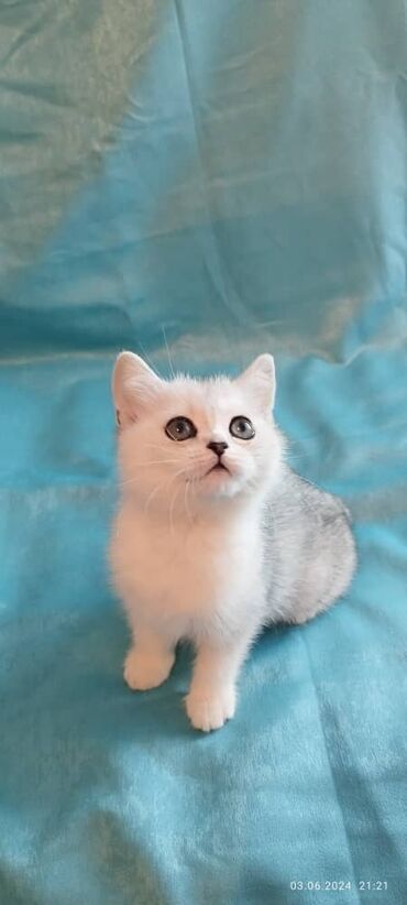 сколько стоит шотландский котенок: Шотландская девочка два месяца. К кошачьему этикету приучена. Глаза