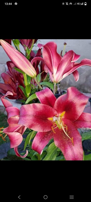 цветы из тайланда оптом: Семена и саженцы Самовывоз, Бесплатная доставка