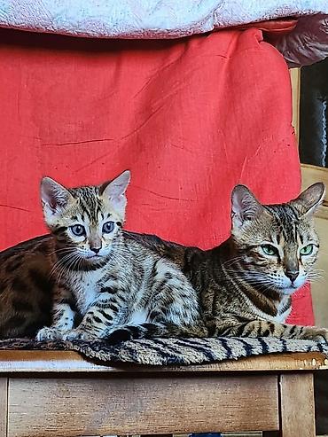 Продажа кошек: Бенгальские котята (окрас brown spotted/rosetted) - Яркий контрастный — 1
