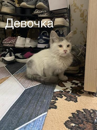 породистые собаки ищут дом: Милые котята ищут себе доброго хозяина🐱Котятки очень — 4