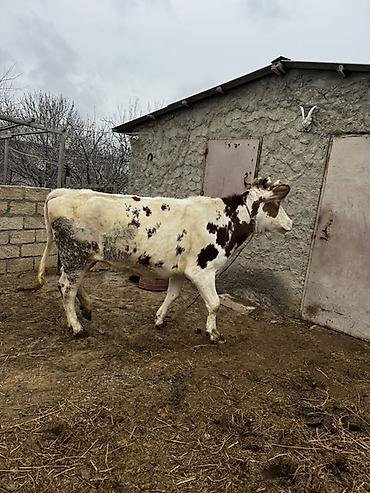 Inəklər, öküzlər: Simmenatlla ivanofka mələzi düyə satılır. Buzovluğundan məndədir.Öz — 10