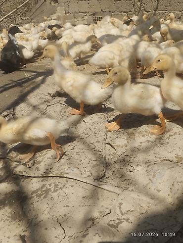 ördək balası və cücə: Ağ rəngli ördək balaları - Növ: yerli ağ ördək balaları (pekin tipinə — 4
