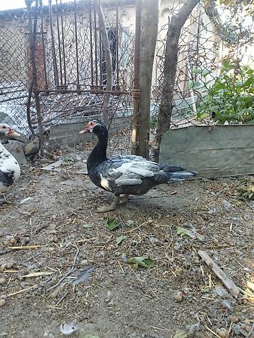 ağ baliq: Muscovy (Hind) ördəkləri – 6 aylig super iri cekili heyvanlardi 3 eded — 3