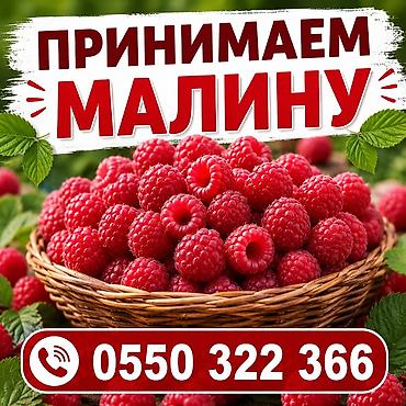 Малина