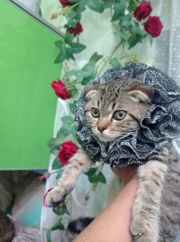 Колье: Воротник-ожерелье для кошек (декоративный) - Эффектные пышные рюши — 1