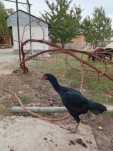 Куры, петухи: Продаю | Куры | Бойцовая | Для разведения — 4