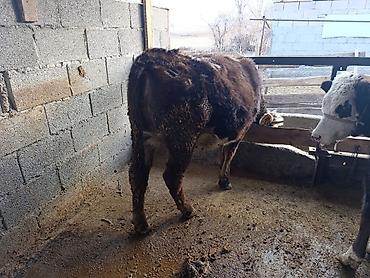 Коровы, быки: Продаю | Бык (самец) | Герефорд | На откорм | Привязанные — 4